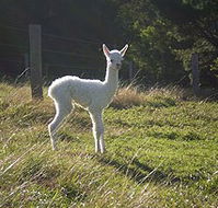 Jaspers Brush B And B - Accommodation Cooktown