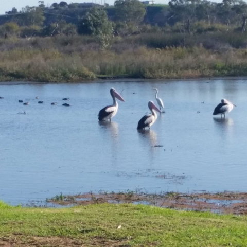 Avoca Dell Caravan Park - Accommodation Cooktown 8