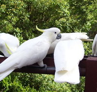 Lorikeet Lane BB - Accommodation Cooktown
