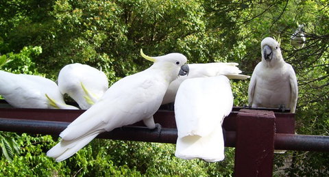 Lorikeet Lane B&B - Accommodation Cooktown 0