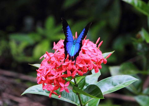 Daintree Secrets (Award Winning Retreat) - Accommodation Cooktown 5