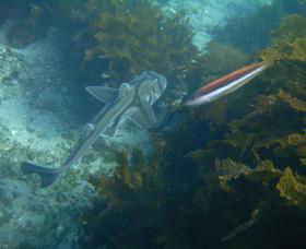 Honeymoon Bay - Accommodation Cooktown 0