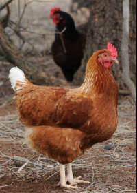 Avonmore Estate Biodynamic Winery - Accommodation Cooktown 0