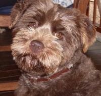 Lagoon Pocket Bed and Breakfast - Accommodation Cooktown