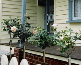 Rose Cottage Bed & Breakfast - Accommodation Cooktown 3