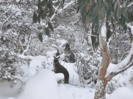 Blue Lake Lodge - Accommodation Cooktown 1