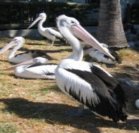 Christmas Cove Caravan Park - Accommodation Cooktown