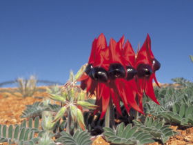 Andamooka Motel - Accommodation Cooktown 0