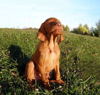 Wingham Pet Motel - Accommodation Cooktown