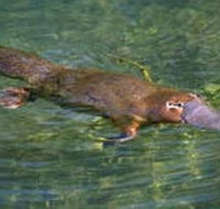 Eilean Donan Gardens - Accommodation Cooktown