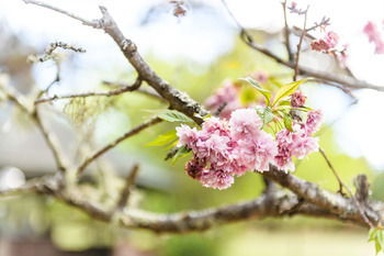 Federation Gardens & Possums Hideaway - Accommodation Cooktown 25