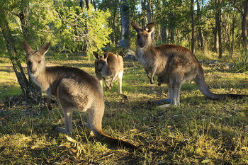 Eagleview Resort - Accommodation Cooktown 56