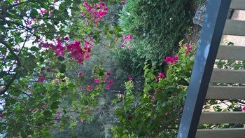 Linley House Bed & Breakfast - Accommodation Cooktown 30