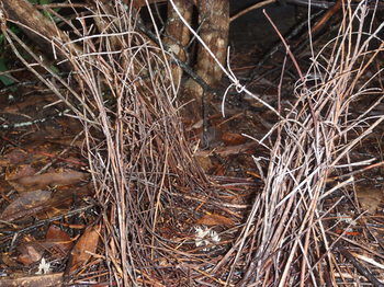 Woollamia Village Retreat - Accommodation Cooktown 36