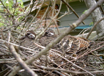 Woollamia Village Retreat - Accommodation Cooktown 56