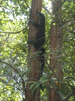 Woollamia Village Retreat - Accommodation Cooktown 59