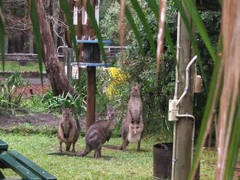 Jervis Bay Cabins - Accommodation Cooktown 6