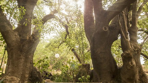 Trawool Cottages & Farmstay - Accommodation Cooktown 5