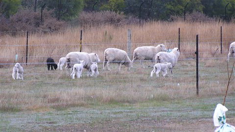 Auberge Woodend - Accommodation Cooktown 0
