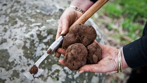 Black Cat Cottage - Accommodation Cooktown 1