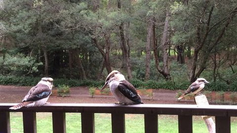 Wildwood Retreat - Accommodation Cooktown 1