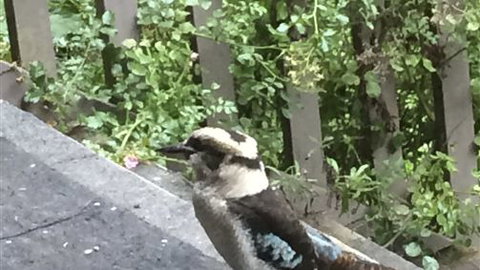 Wildwood Retreat - Accommodation Cooktown 3