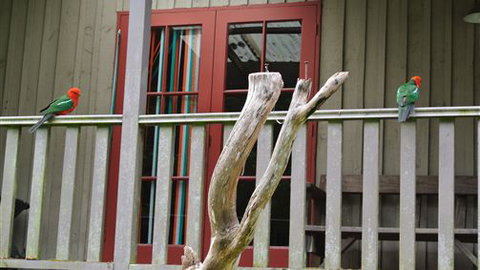 Wildwood Retreat - Accommodation Cooktown 4