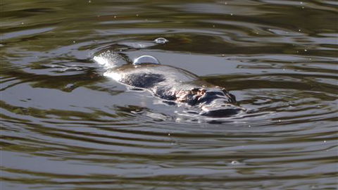 Cave Hill Creek - Accommodation Cooktown 4