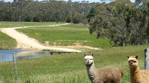 Cygnet Park Country Retreat - Accommodation Cooktown 3