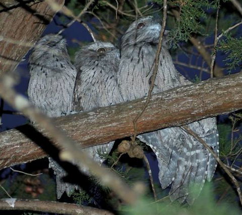 BIG4 Kelso Sands Holiday & Native Wildlife Park - Accommodation Cooktown 0