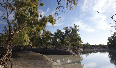 Darling River Campground - Accommodation Cooktown 1