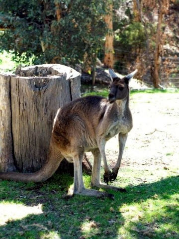 Toodyay Holiday Park & Chalets - Accommodation Cooktown 3