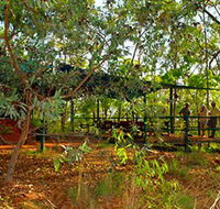 Arnhemland Barramundi Nature Lodge - Accommodation Cooktown