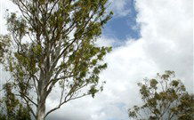 Glen Villa Resort And Tourist Park Casino - Accommodation Cooktown 0