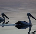 Lakeview Motor Inn - Belmont - Accommodation Cooktown