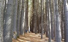 Laurel Hill Forest Lodge - Tumbarumba - Accommodation Cooktown 4