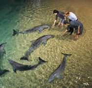 Tangalooma Wild Dolphin Resort - Accommodation Cooktown