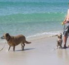 A Paradise Bungalow Waterfront - Accommodation Cooktown