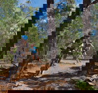 Back Yamma State Forest - Accommodation Cooktown