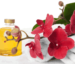 Sunny Hill Retreat Accommodation  Day Spa - Accommodation Cooktown