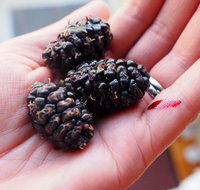 Baileys Lane - Accommodation Cooktown