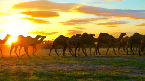 Shandonvale Station - Accommodation Cooktown 4
