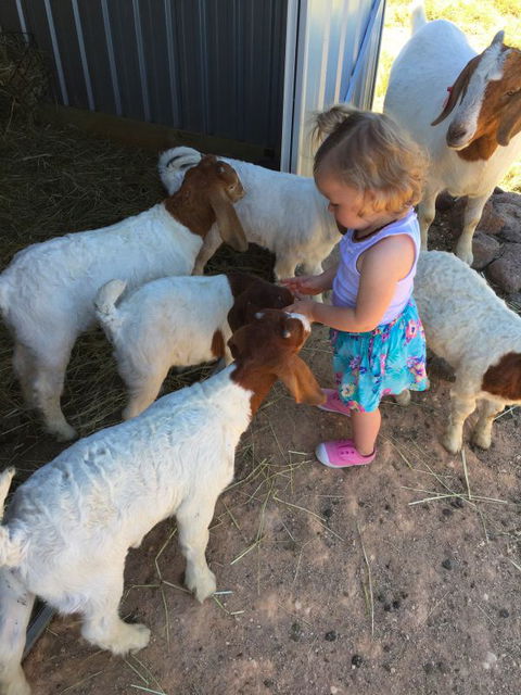 Yalooka Farm - Accommodation Cooktown 7