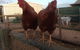 Tarnasey Farm - Schilling's Shack - thumb 7
