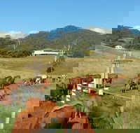 Farringdon Homestead - Accommodation Cooktown