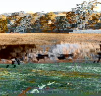 Lone Pine Homestead - Accommodation Cooktown