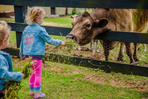 Tobruk Sydney Farm Stay - Accommodation Cooktown 2