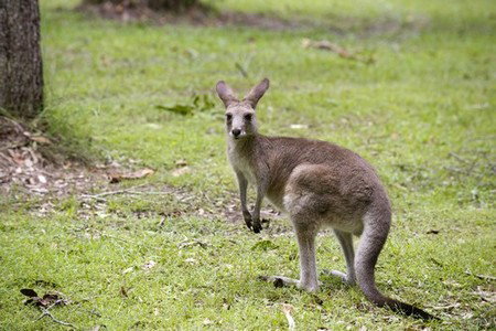 Hungry Head Cabins - Accommodation Cooktown 3