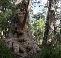 Valley of the Giants Cottage - Accommodation Cooktown