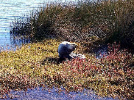 Australind Tourist Park - Accommodation Cooktown 2